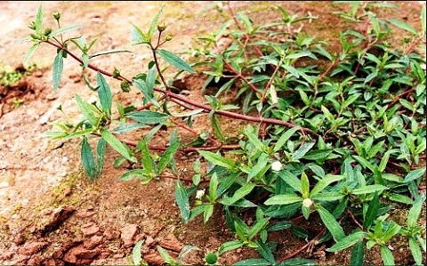 co-muc-co-tac-dung-gi