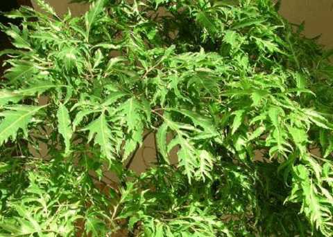 tác dụng của đinh lăng