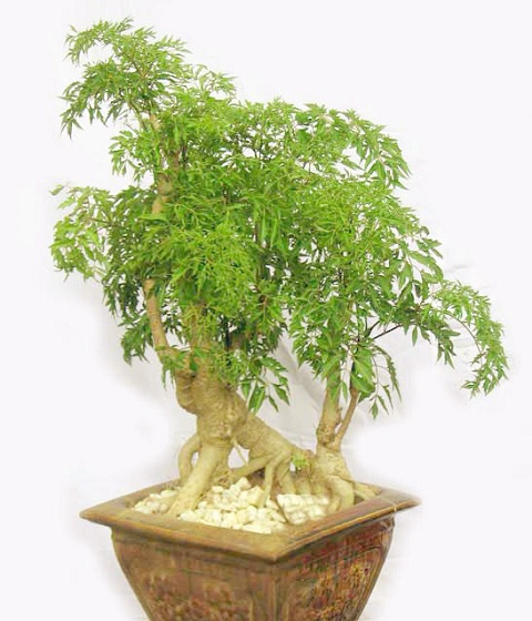 Loi-ich-tu-cay-Dinh-Lang-va-Cach-ngam-ruou