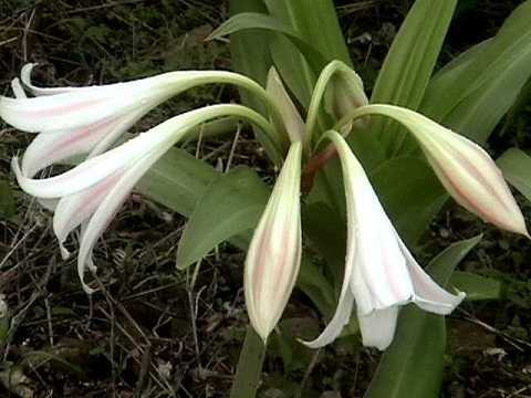 Crinum_latifolium-s