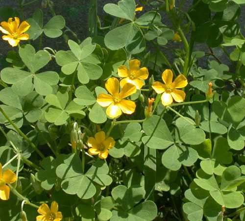 chua-me-dat-hoa-vang