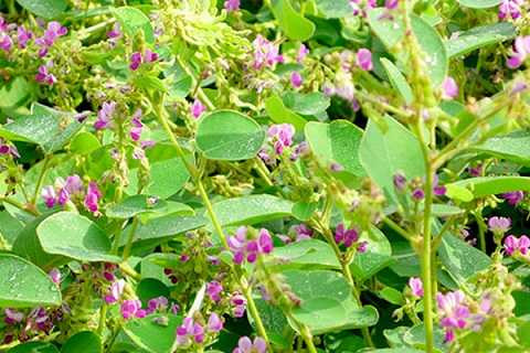 bac-si-dong-y-tu-van-dung-kim-tien-thao-trong-dieu-tri-soi-than-2