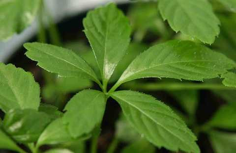 images_giao_co_lam_-tinhhoayhoc_com