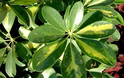 chua-benh-dau-khop-02