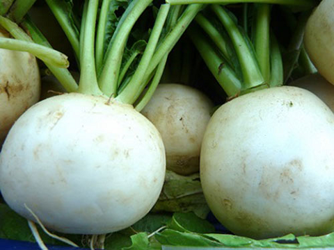 tac-dung-chua-benh-cua-cu-cai-trang2