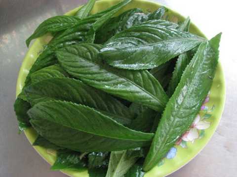 la-xuong-song-chua-benh