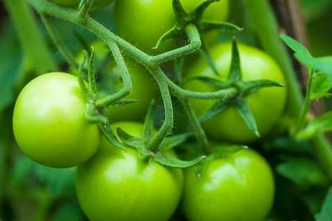 shutterstock_147407072tomatoWEB-ONLY-e1397170850945