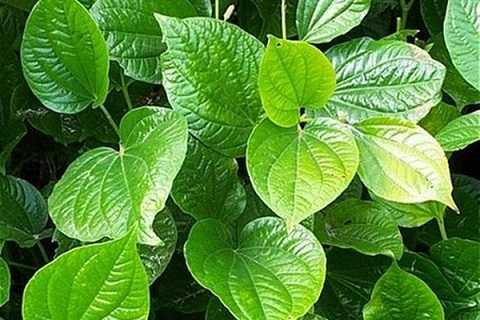 1-la-lot-1411793674278-1412582035183-35-0-335-450-crop-1412582306152