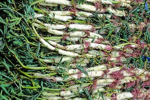 thuchuchuyenanraurutkhiennhucmoixuongkhop