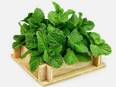 kem-tri-tham-nam-bac-ha