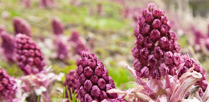 butterbur 4