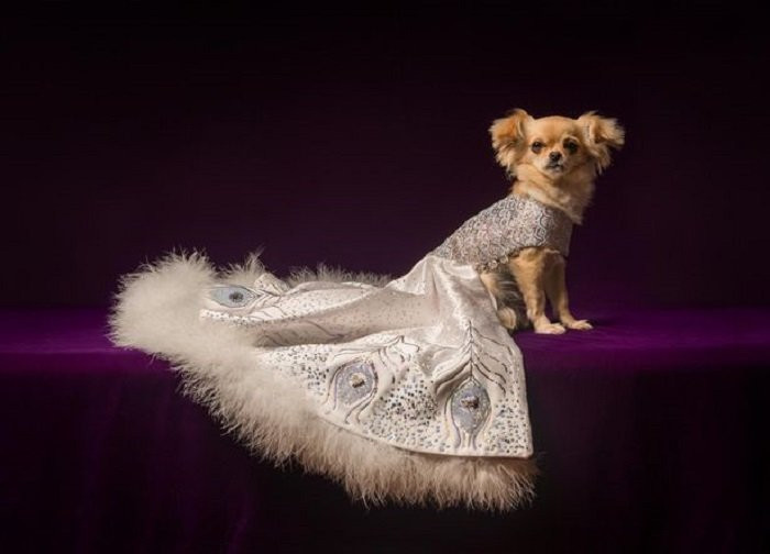 Dog-Ballgown-1