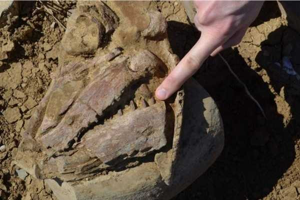 tinhhoa.net-jR7ors-20150722-phat-hien-hoa-thach-100-trieu-nam-tuoi-cua-loai-ca-khong-lo-tai-uc