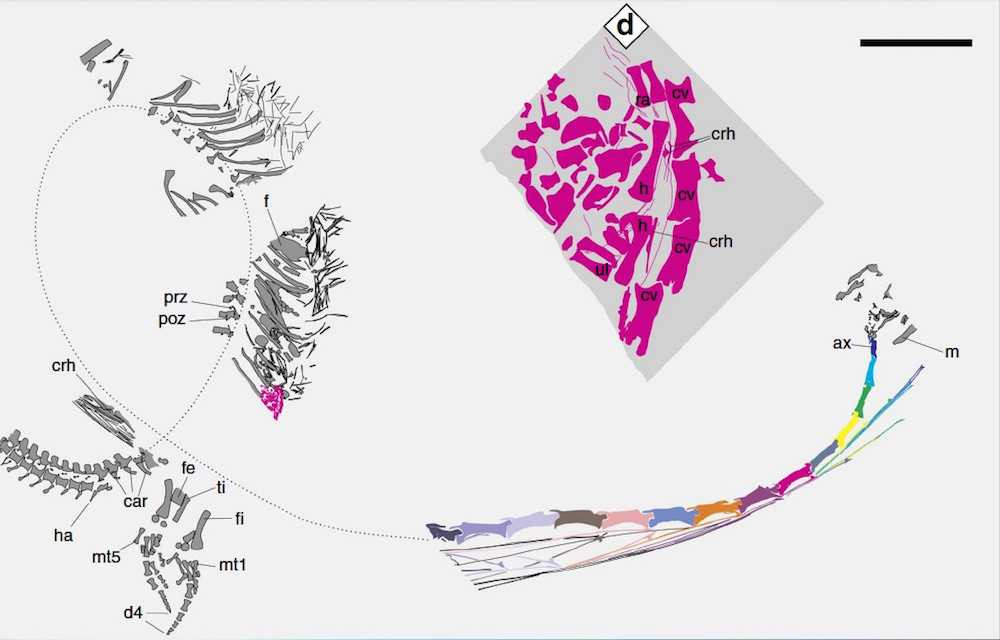Dinocephalosaurus-fossil