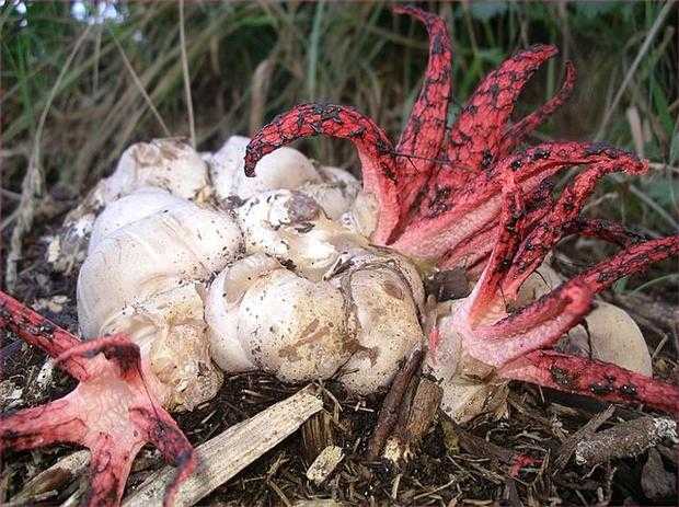 640px-Clathrus_archeri