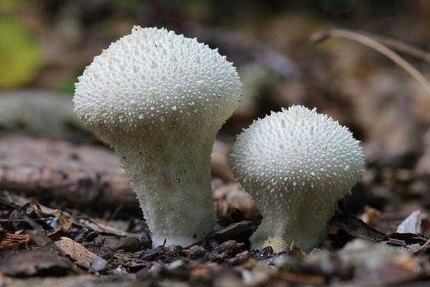 640px-Common_Puffball,_Lycoperdon_perlatum,_Enfield,_UK