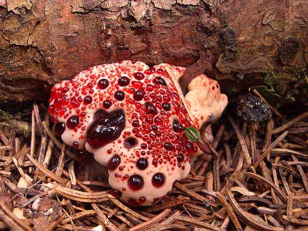 640px-Hydnellum_peckii2