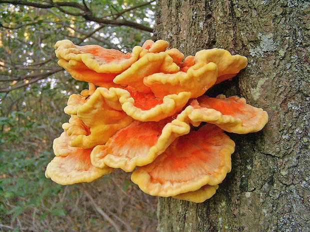 640px-Laetiporus_sulphureus_(Chicken_of_the_woods)_on_an_oak_tree_-_20070921
