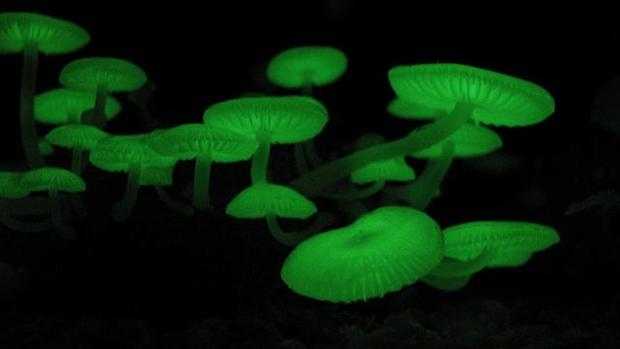 640px-Mycena_chlorophos