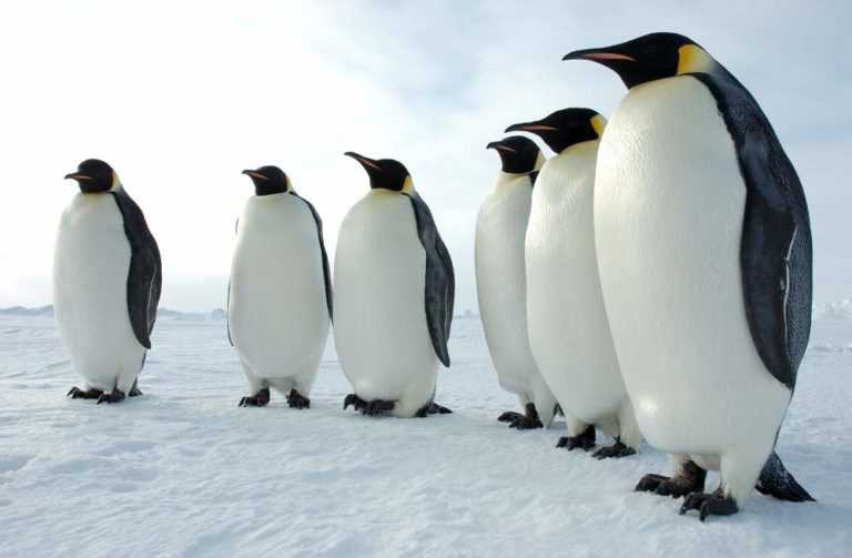 six_emperor_penguins__1488393671_107.143.96.141-768x503