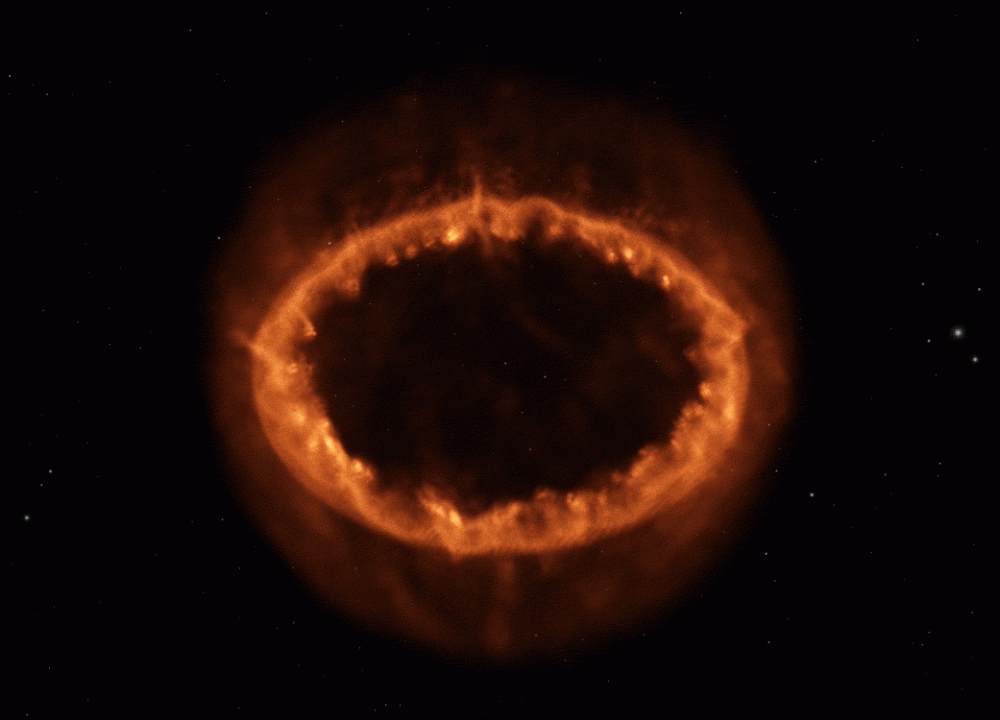 PopularNeighboringBushbab