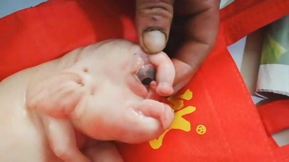 nintchdbpict000305896328