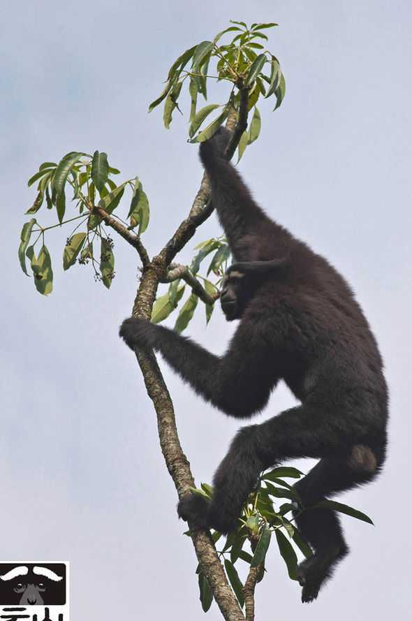 Skywalker-hoolock-gibbon-ape-species-785309