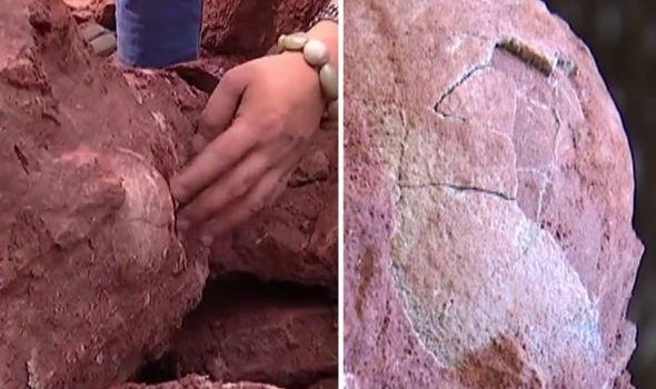 Pictures he suddenly discovered fossilized dinosaur eggs in constructions 3
