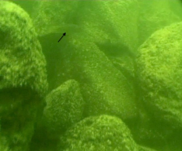 article-2307553-193D4C80000005DC-779_634x546