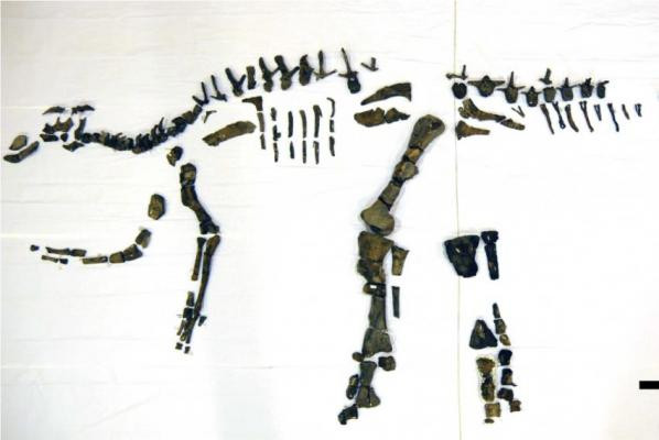 Scientists-unveil-Japans-largest-complete-dinosaur-skeleton