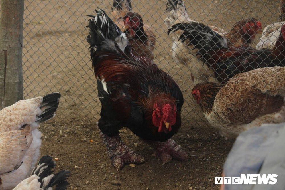 ga dong tao 30 trieu 19