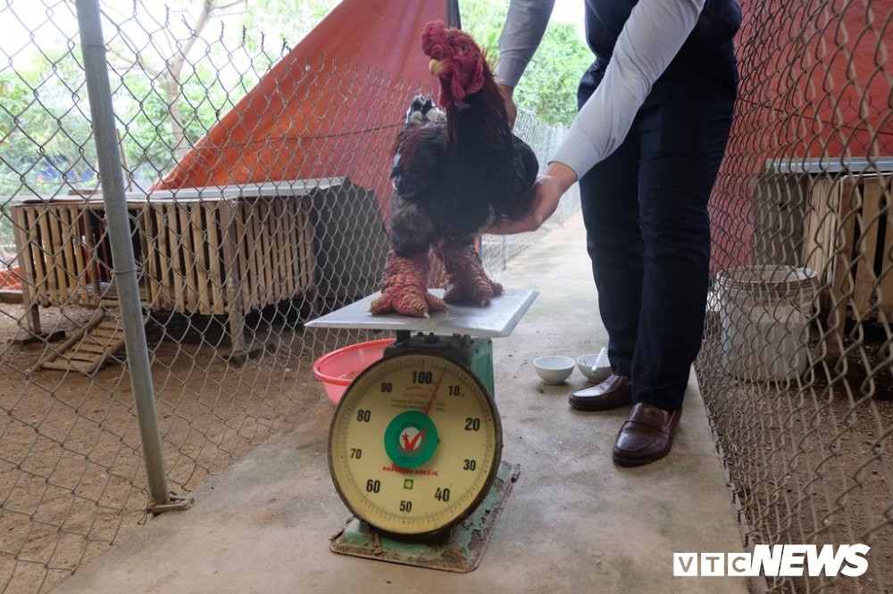 ga dong tao 30 trieu.JPG (2) 5