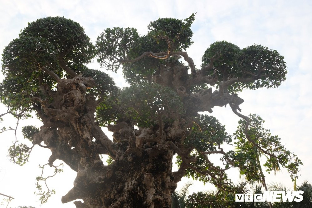 cay duoi gia 15 ty dong (4) 3