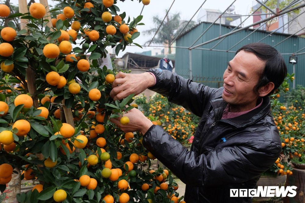 quat canh phuc vu tet 15