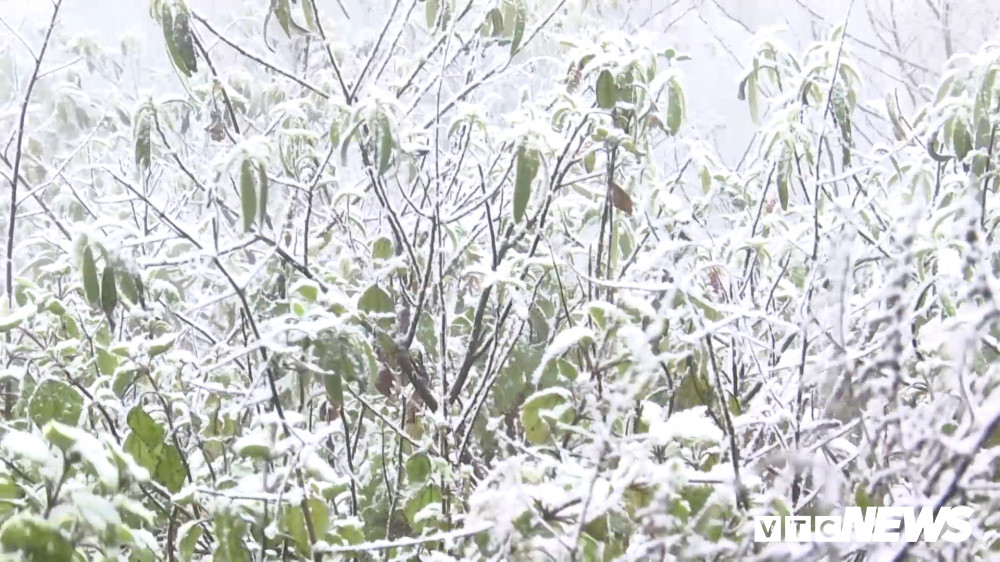 tuyet trang canh cay 15