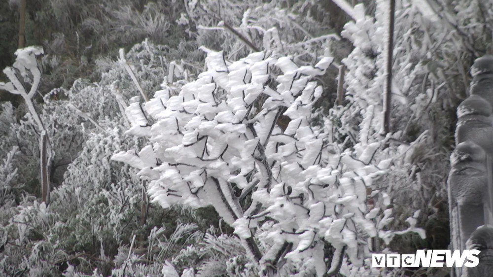 Bang tuyet Fanxipang4 5