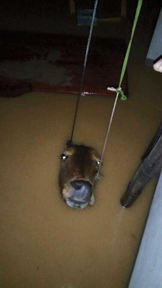 14681701_1136275666426611_5252170026656937019_n