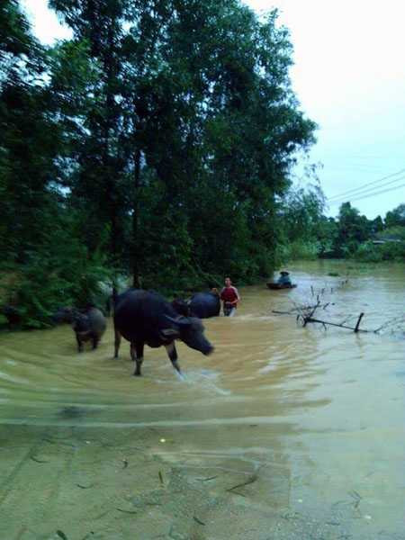 di chuyen dan trau den noi an toan de tranh lu_ dantri
