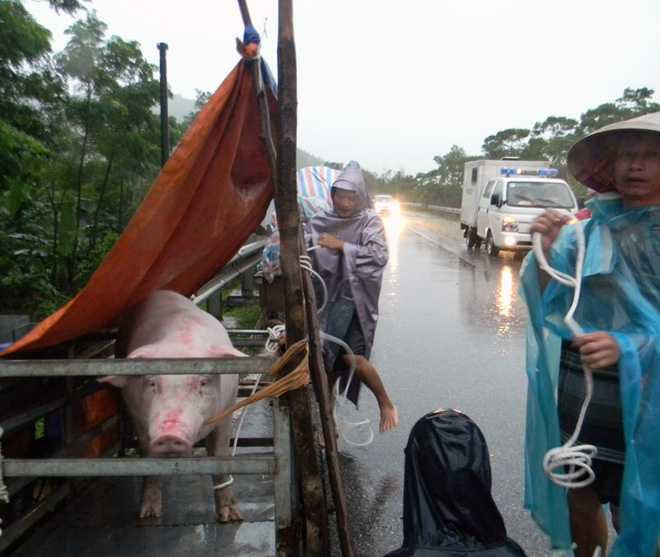 Di doi vat nuoi va tai san len noi cao rao. Anh Bao Quang Binh