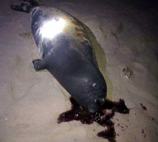 15857353_1447455531933220_1705129598_o