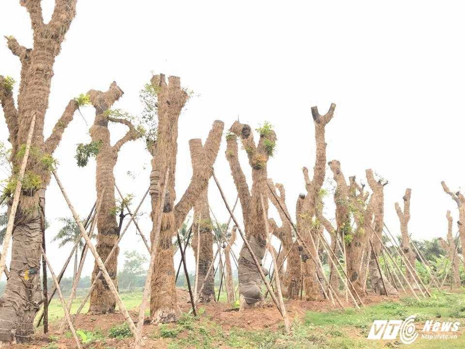 17190376_1232935140156276_4133632224182872198_n