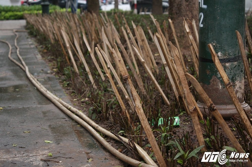 Hinh anh Ha Noi cam 'chong' o cong vien gay phan cam: Bao ve hoa hay bay nguoi? 14