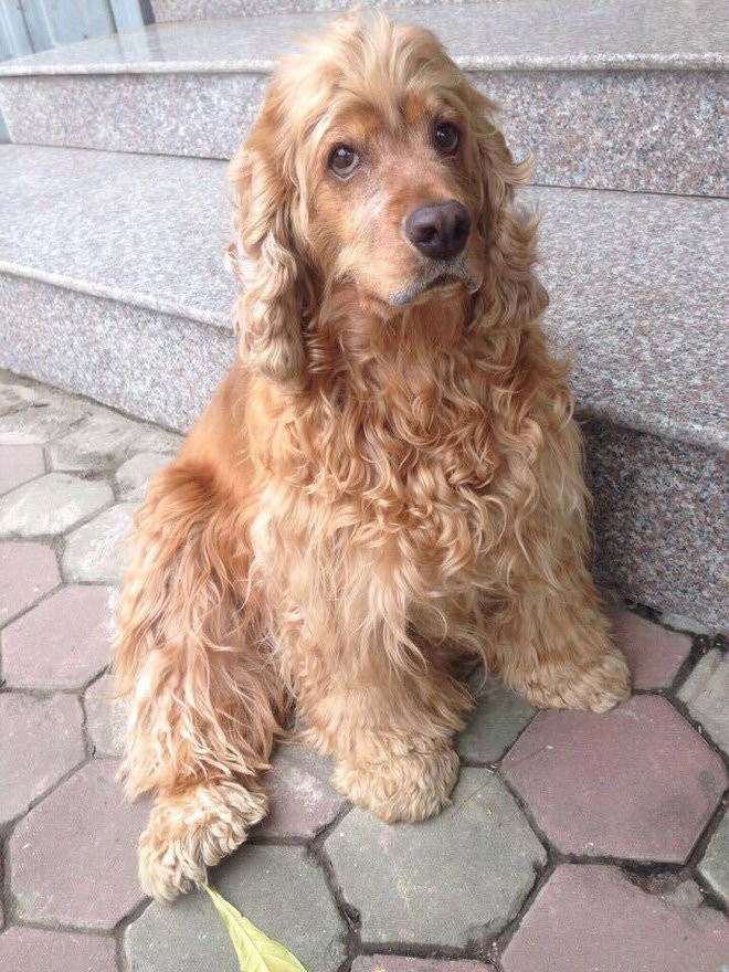 19265277-1006176449516853-347213636-n-1497577654018