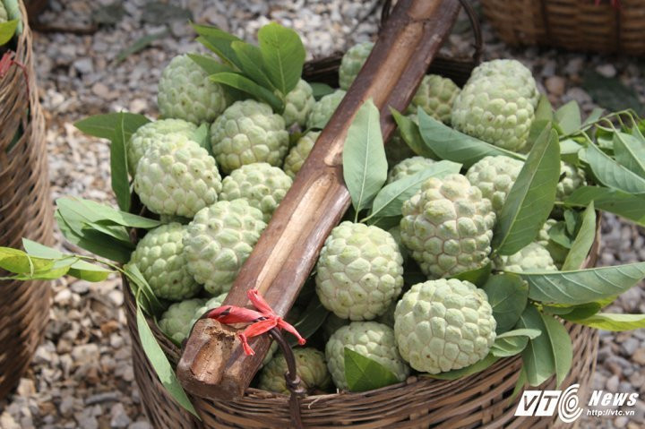 img_7450-7-1336059 4