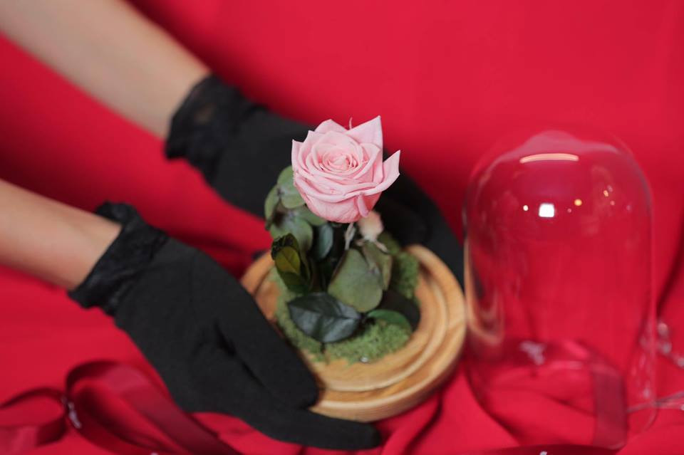 22491561_1543889092384612_4589957505961207472_n 7