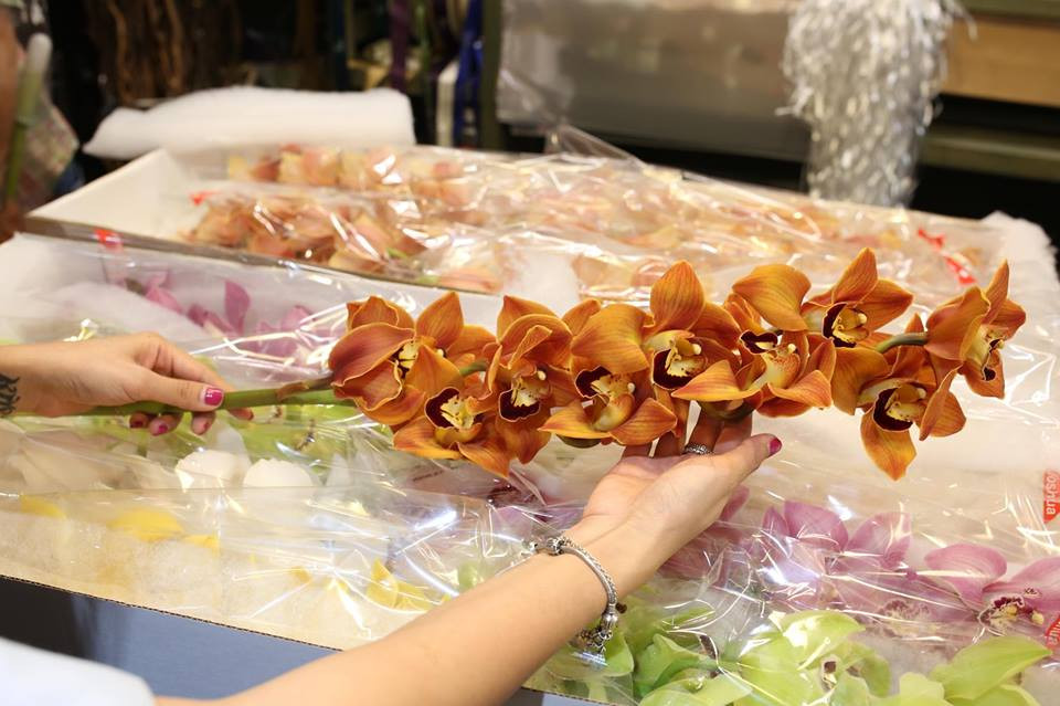 22492012_1545870918853096_1594451771528043964_n 11