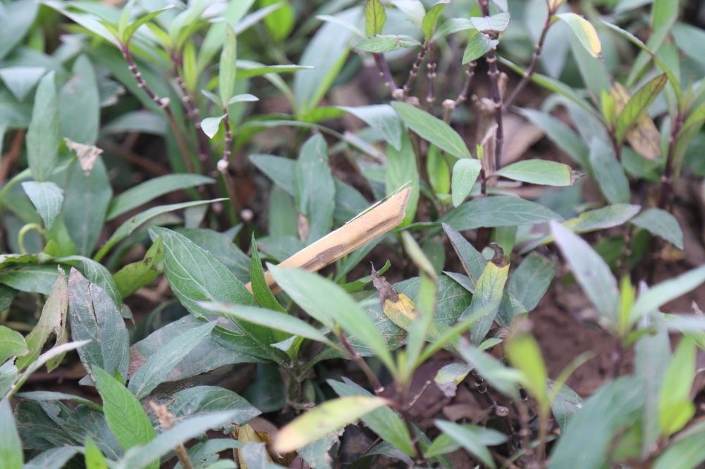 29314194_893032717544136_2205708380738158592_o