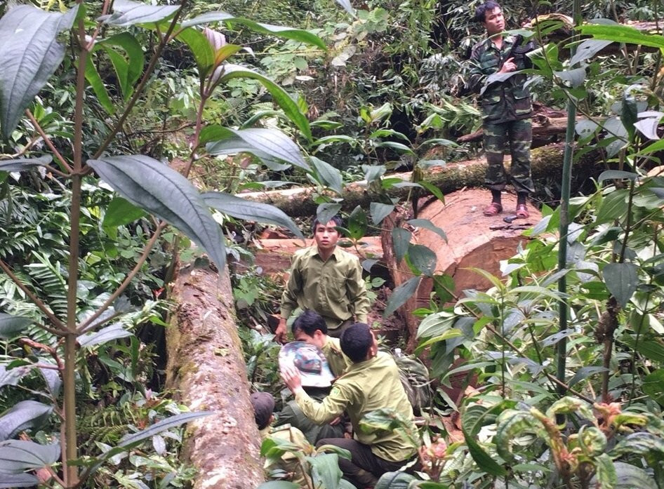 hien-truong-vu-pha-rung