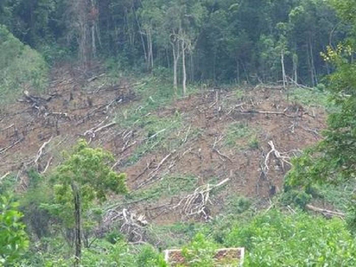 bat-can-bo-bql-rung-phong-ho