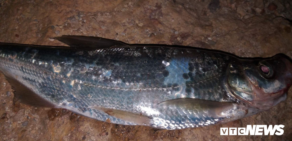 64973304_2228876887241901_4699106474259906560_n 3